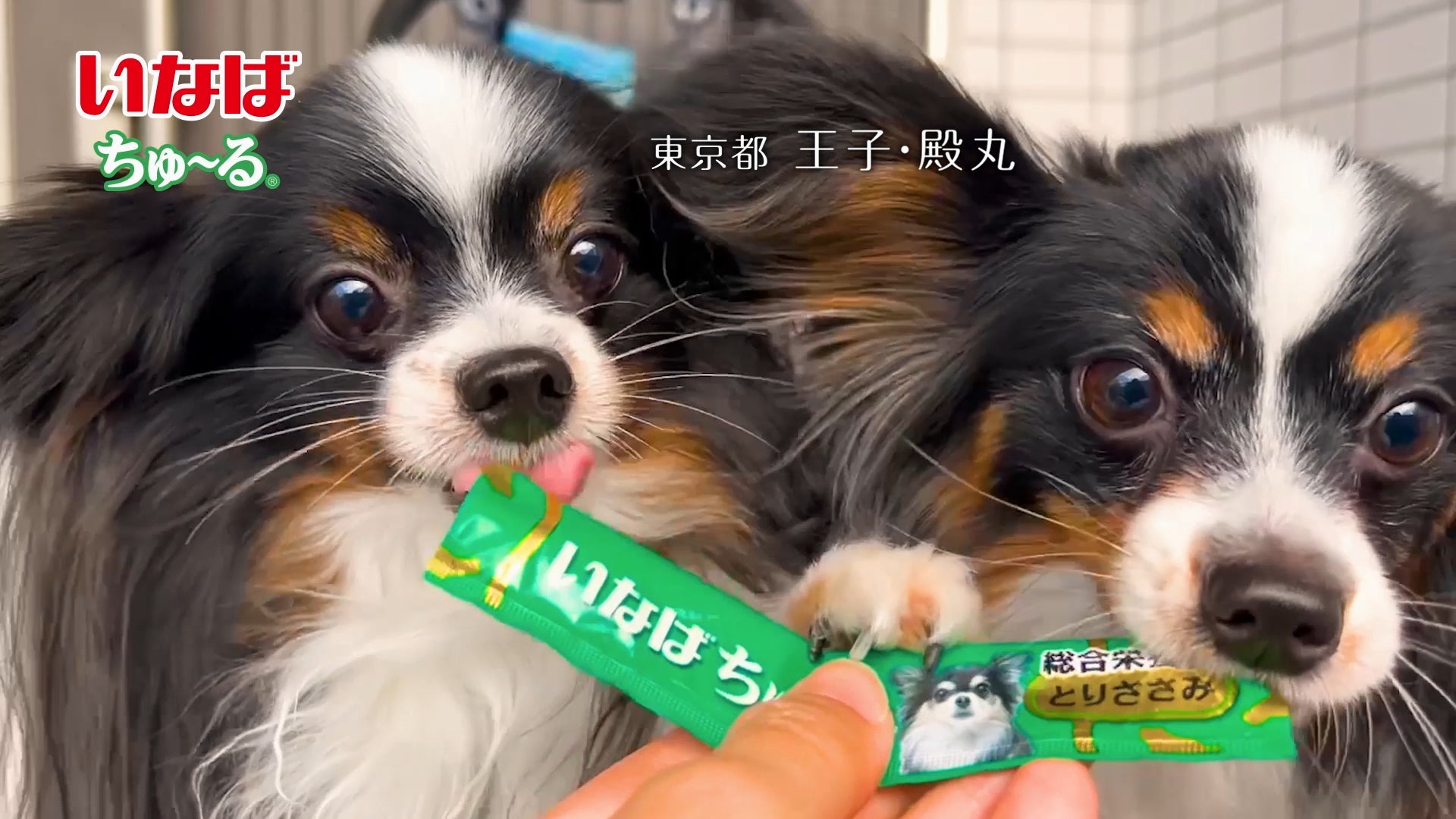 犬好き必見！Wanちゅ～る新CMは激カワ＆激ウマ確定🐶🎉