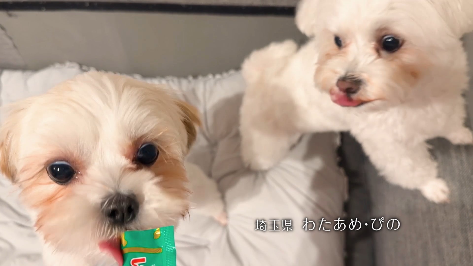 犬好き必見！Wanちゅ～る新CMは激カワ＆激ウマ確定🐶🎉