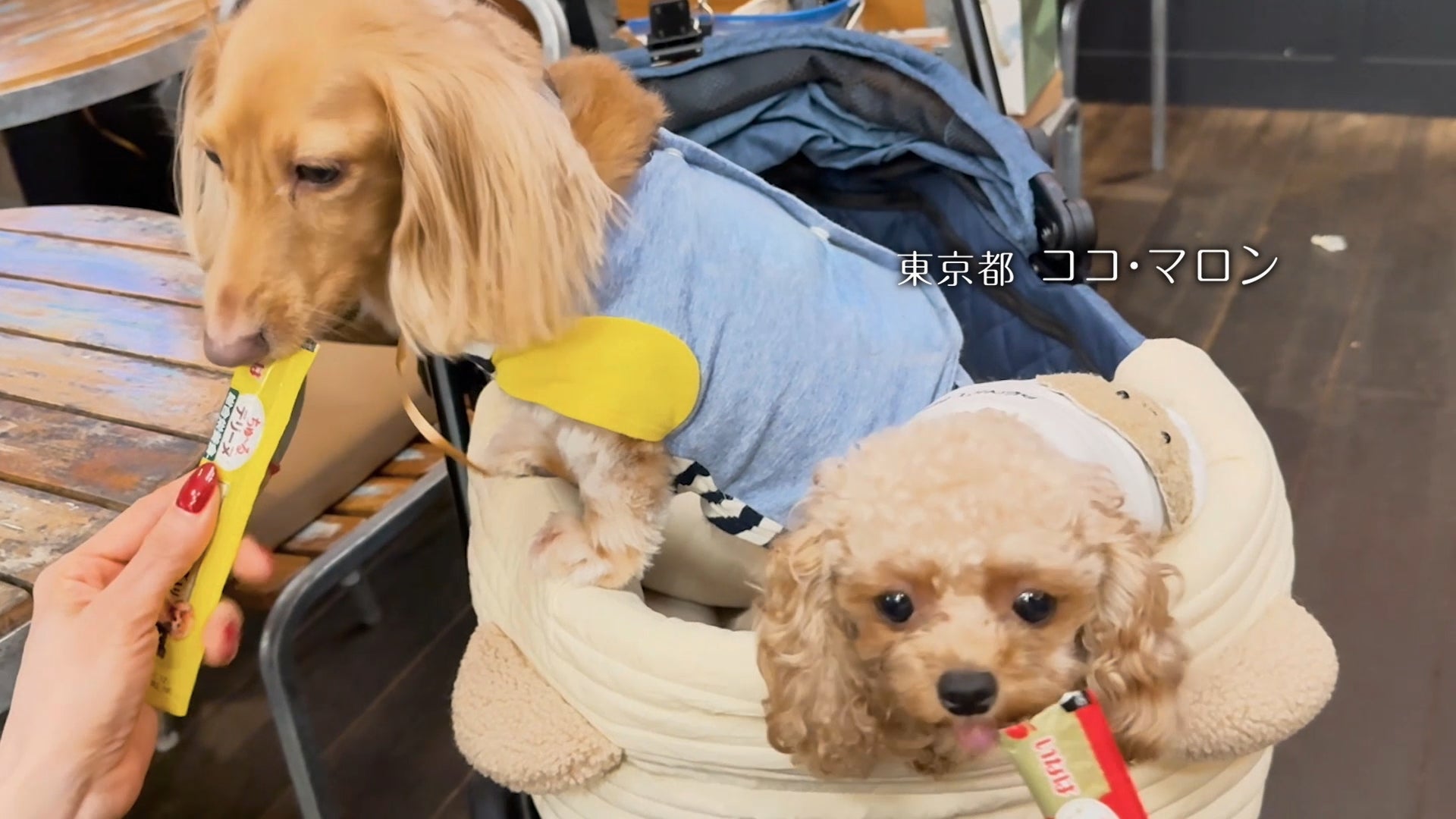 犬好き必見！Wanちゅ～る新CMは激カワ＆激ウマ確定🐶🎉