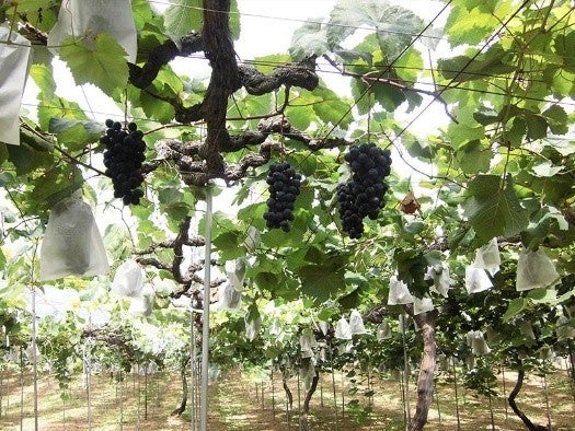 加古川ぶどう狩り🍇関西最大級みとろ!激ウマ必食スタート✨