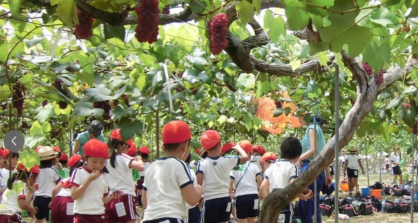 加古川ぶどう狩り🍇関西最大級みとろ!激ウマ必食スタート✨