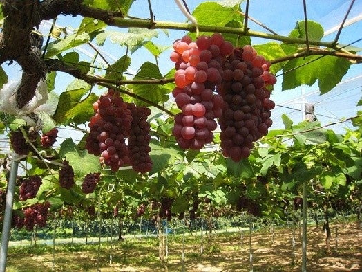 加古川ぶどう狩り🍇関西最大級みとろ!激ウマ必食スタート✨