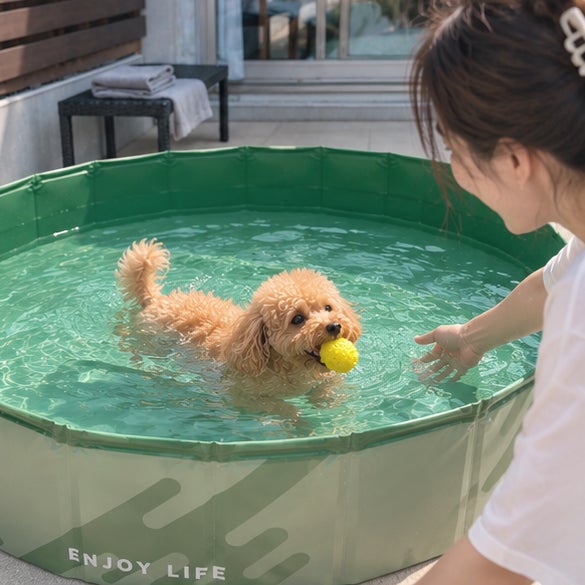 愛犬とプール！必食かき氷＆縁日夏休み🍧🐶