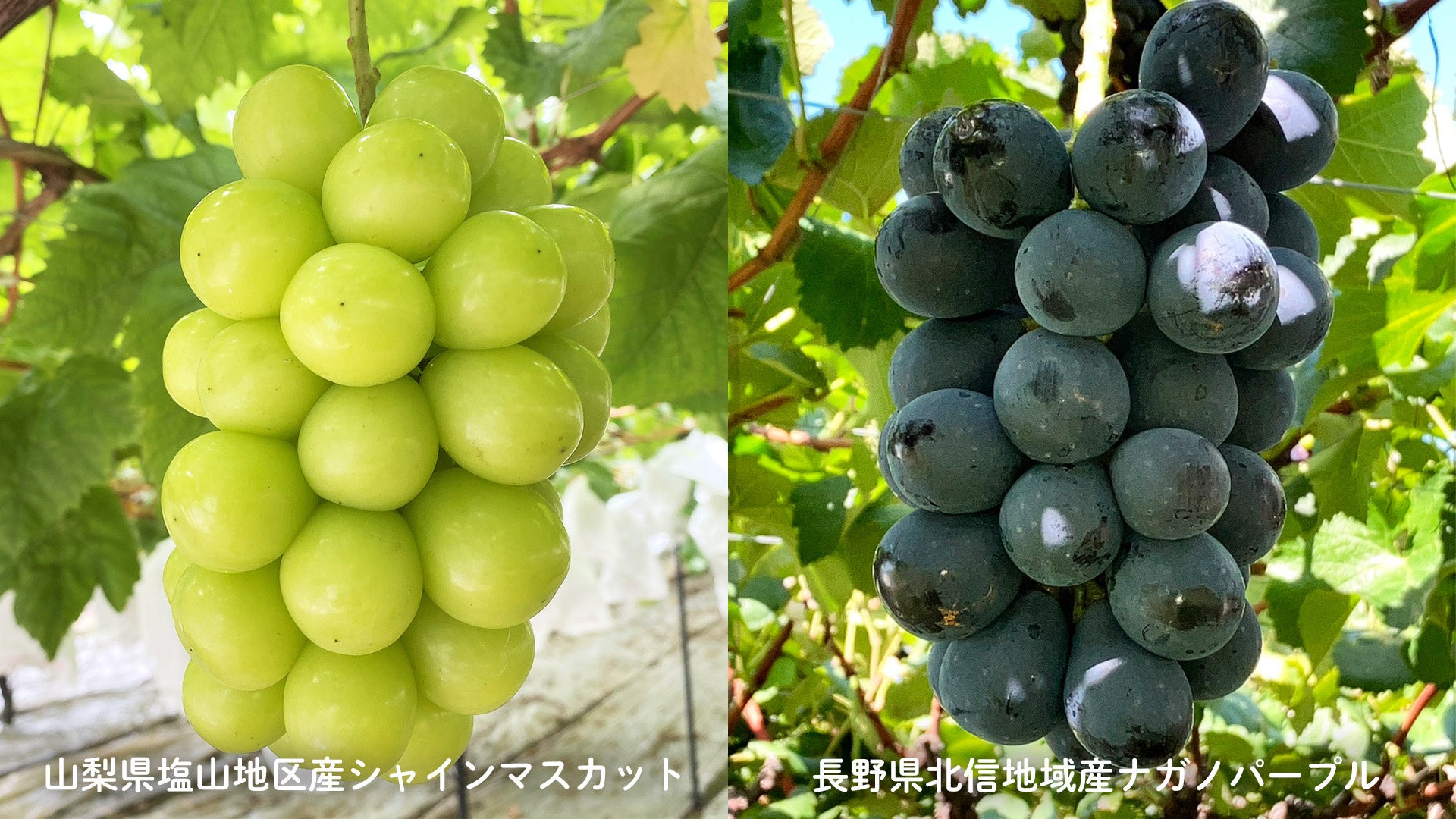 果匠とびくま🍇至福ロール！贅沢ぶどうで激ウマ確定✨