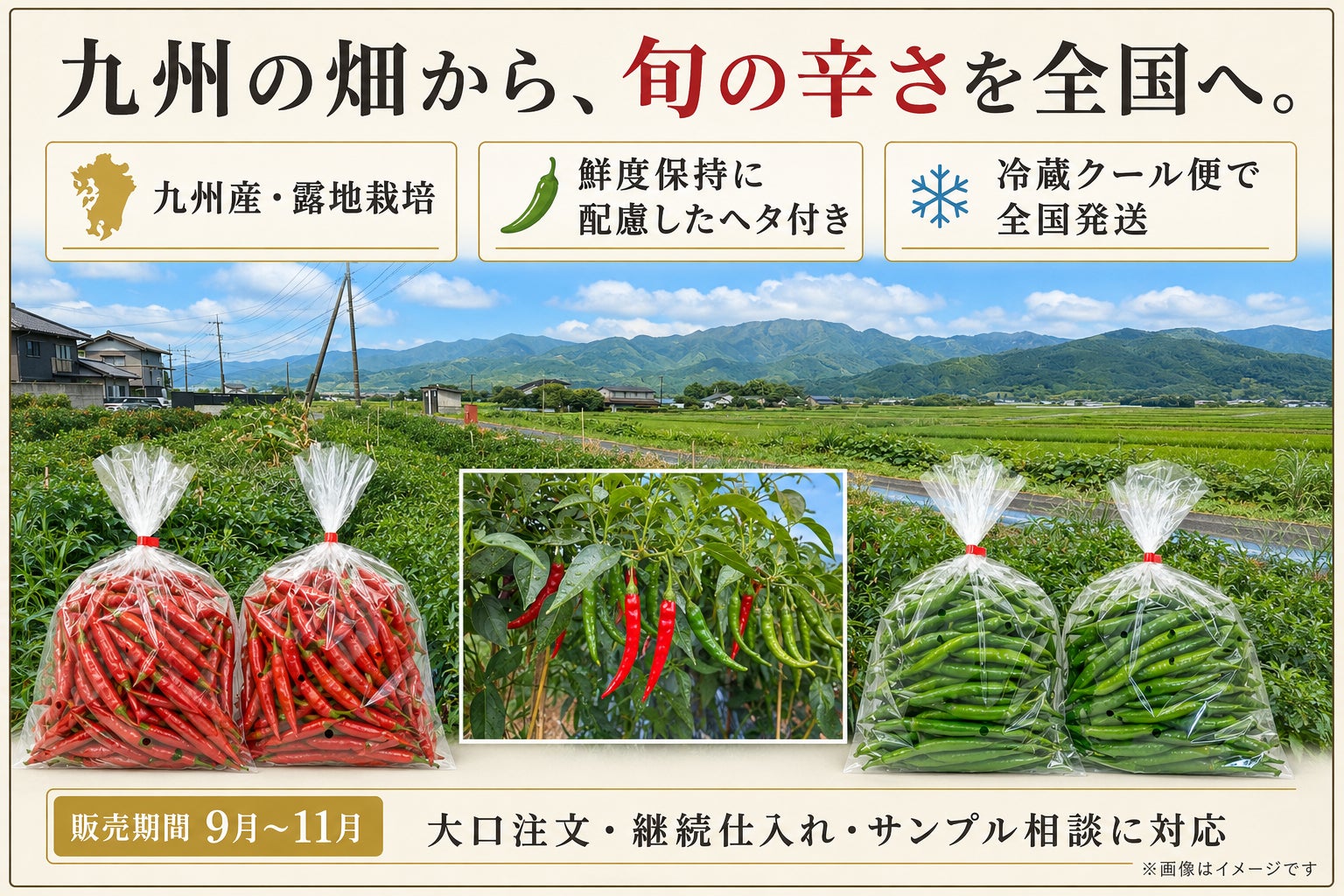 【超話題】九州産生唐辛子！プロも使う旬の味🌶️🔥