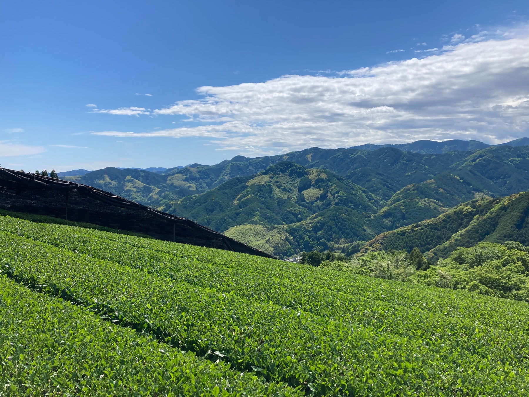 天空の抹茶ミルクキャンデー！激ウマ濃厚苦旨必食😋✨