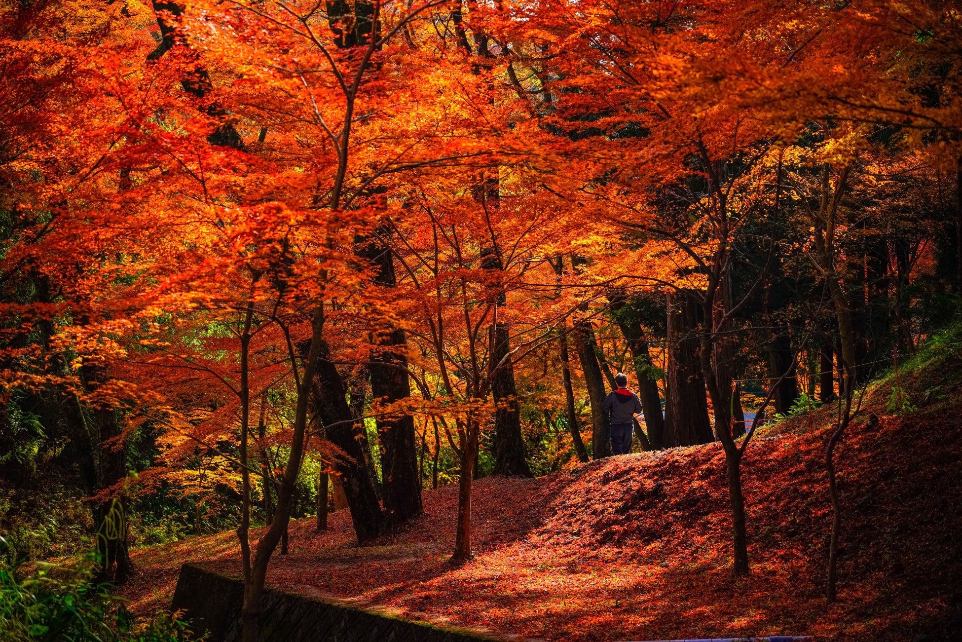 【三重の秋】必食！絶景紅葉＆激ウマグルメ✨