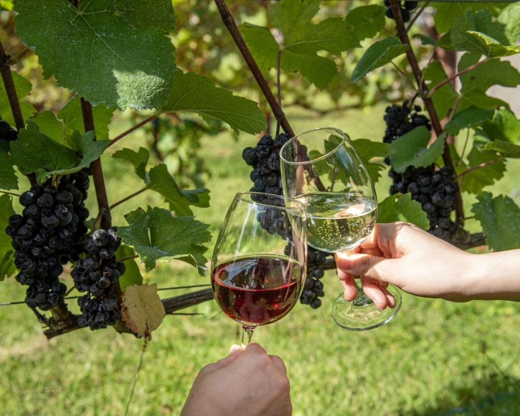 サンクゼール激ウマ確定!限定ワイン飲み比べ&北信州グルメ🍷