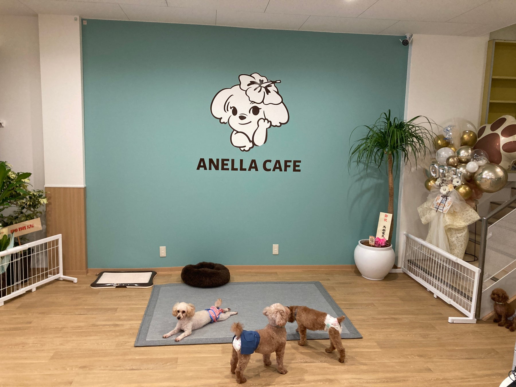 和歌山初！アネラカフェ🐶🐾 保護犬猫カフェの激ウマグルメ必食