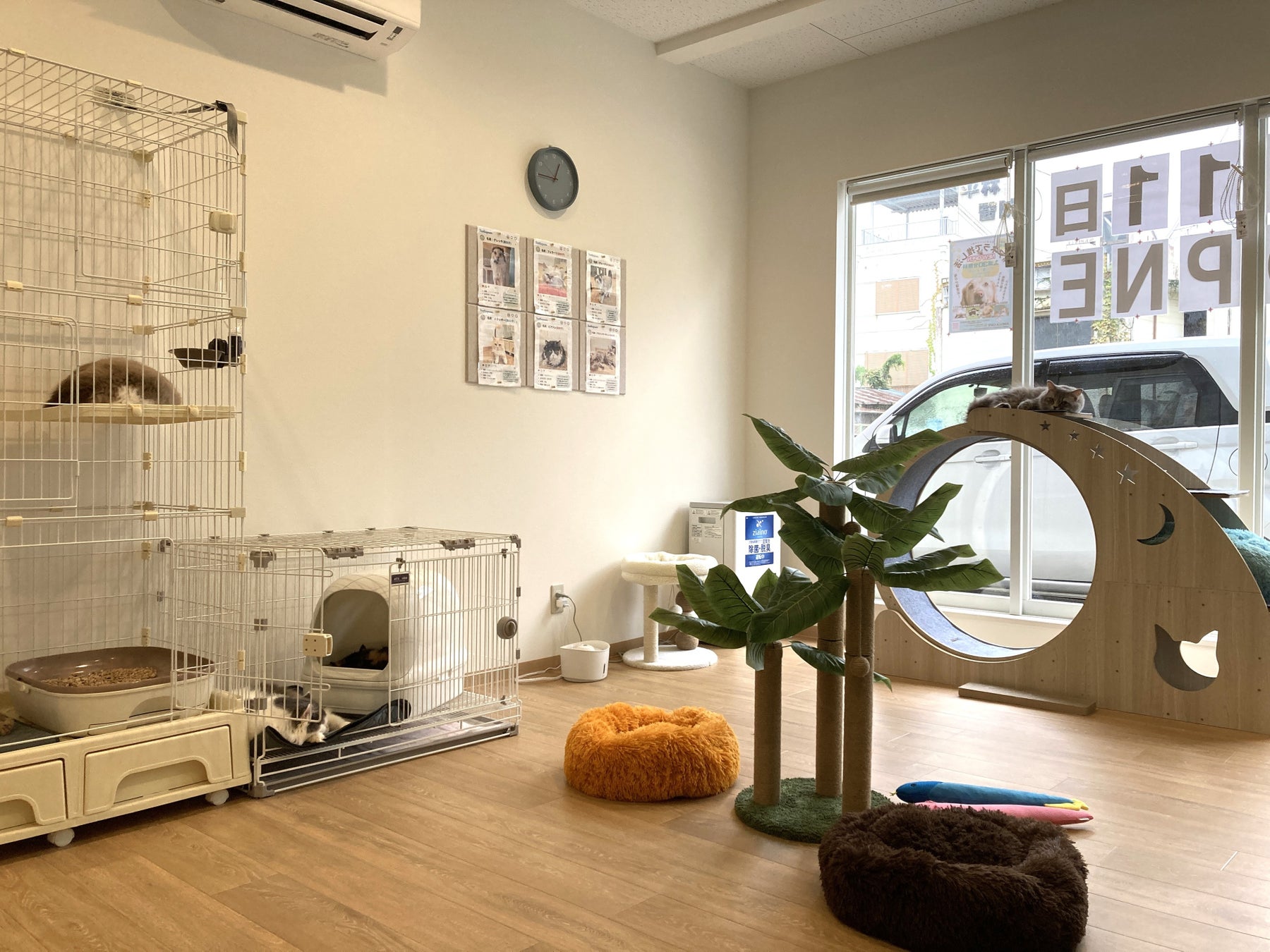 和歌山初！アネラカフェ🐶🐾 保護犬猫カフェの激ウマグルメ必食