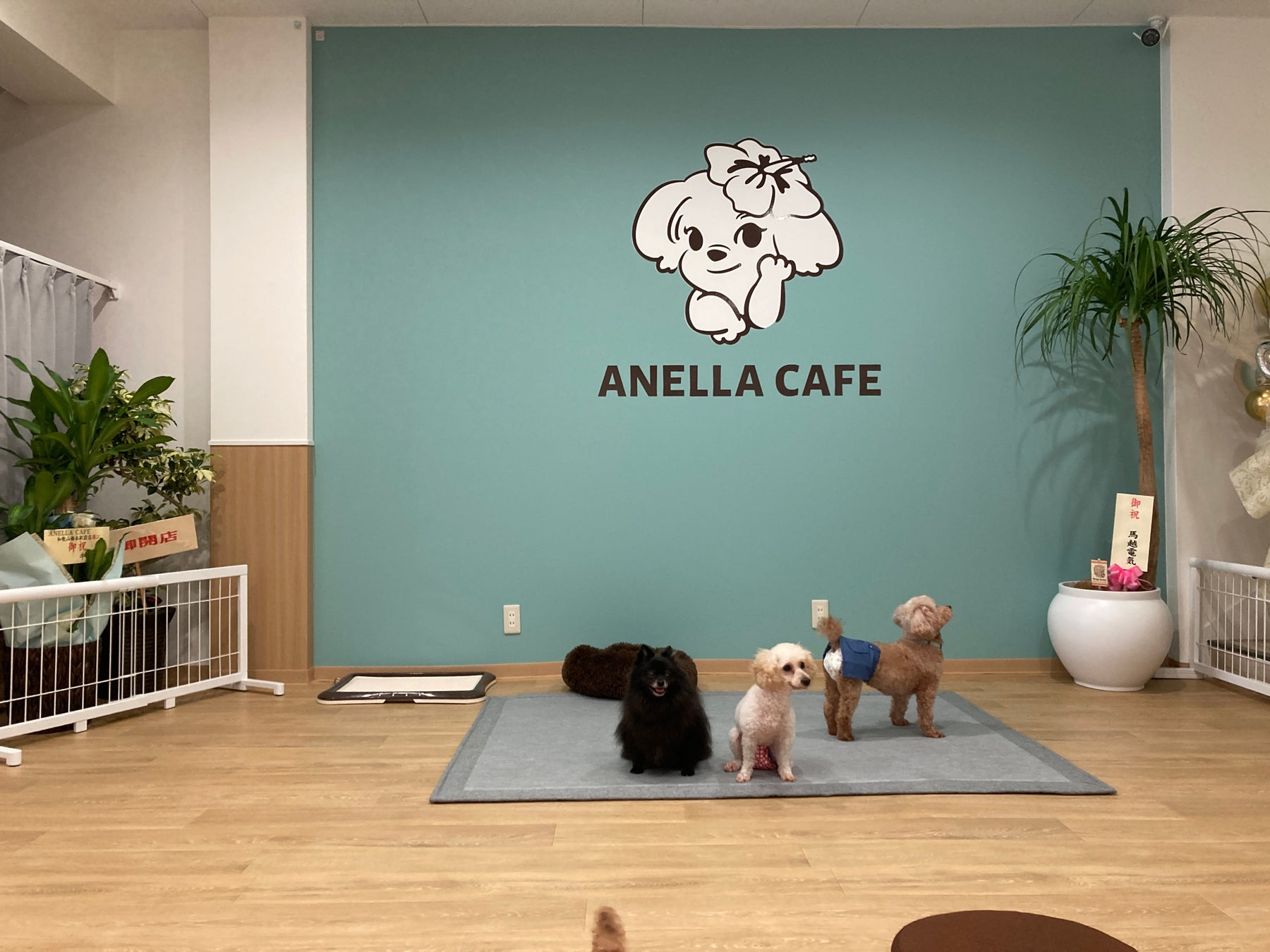 和歌山初！アネラカフェ🐶🐾 保護犬猫カフェの激ウマグルメ必食