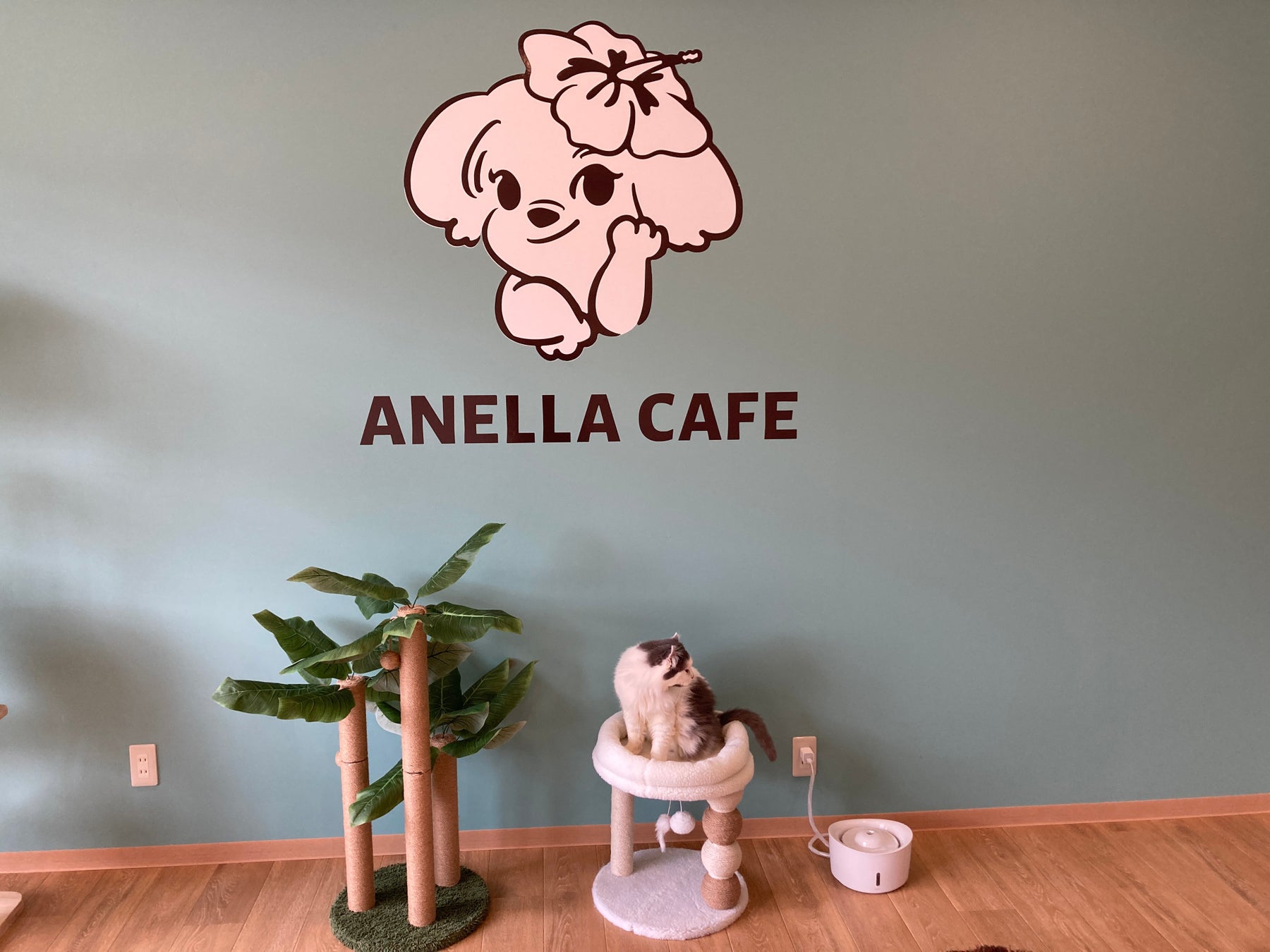 和歌山初！アネラカフェ🐶🐾 保護犬猫カフェの激ウマグルメ必食