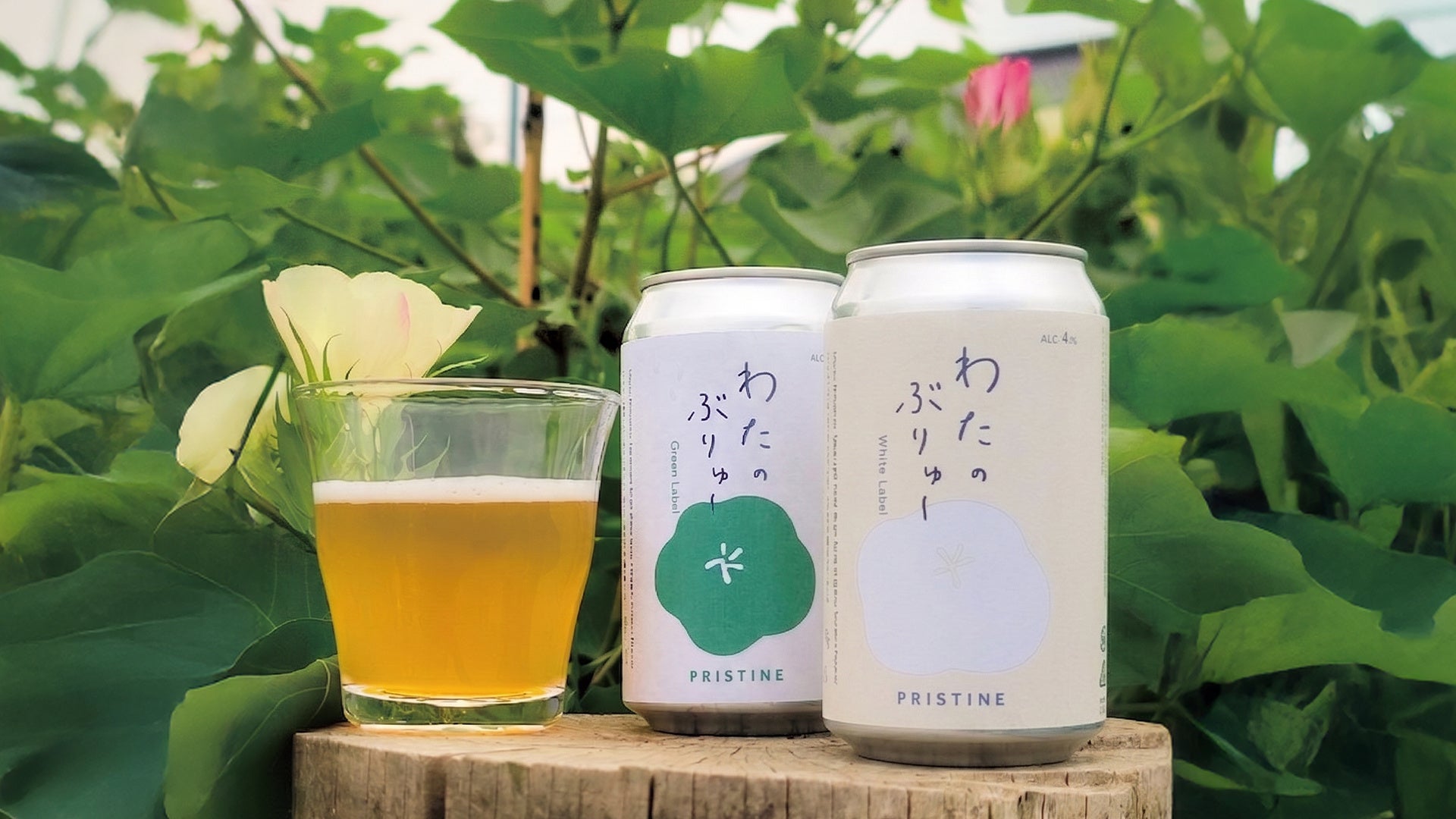 オーガニック綿のプリスティンがビール!「わたのぶりゅ~」超話