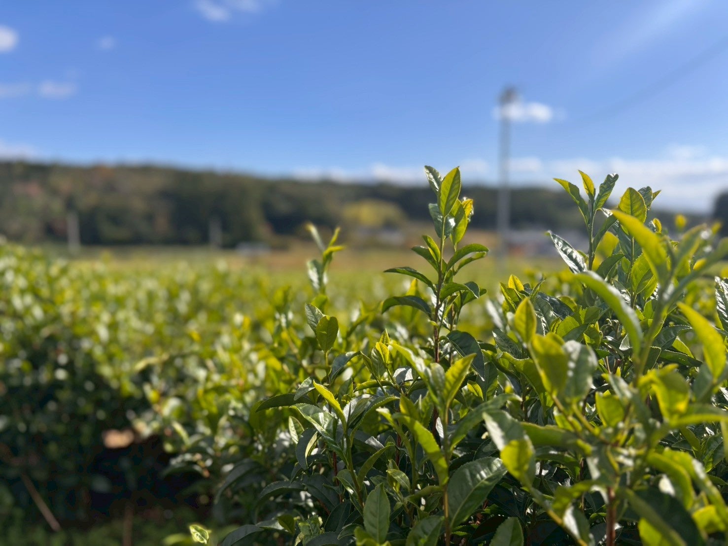 激ウマ確定!出雲抹茶プレミアム生バターサンド🤤✨