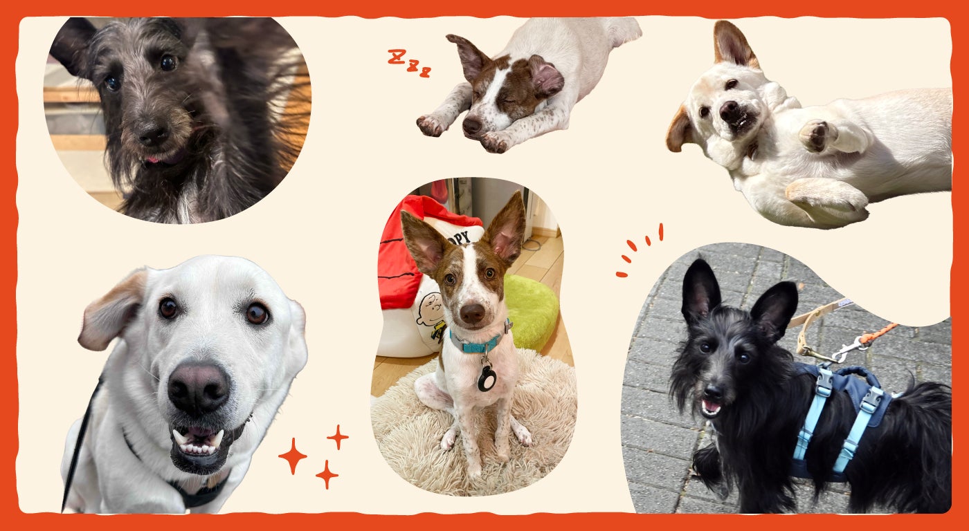 激ウマ確定!ZASSHU BLEND🐶チャリティ超話題
