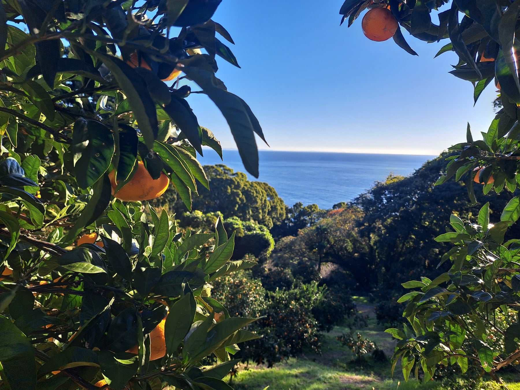 必食🍰湯河原スイーツ＆真鶴柑橘🍊冬のご褒美旅