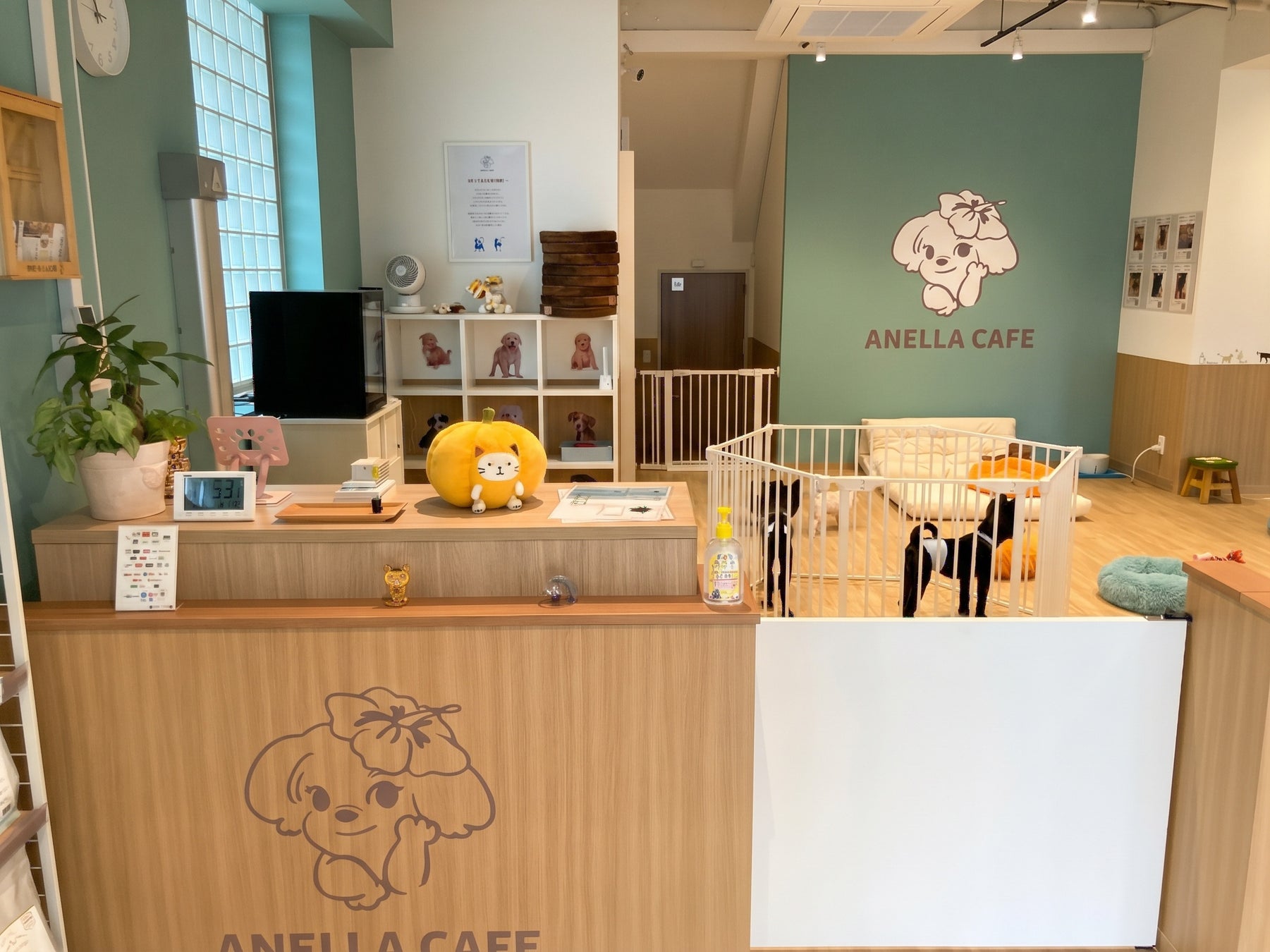 必見!越谷に保護犬猫カフェOPEN🐶感動の出会いを体験しよう