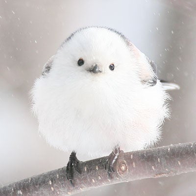 超話題！シマエナガ激カワアフタヌーンティーランチ🫖💕